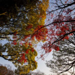 ［6］見上げてごらん！？