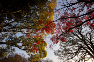 ［6］見上げてごらん！？