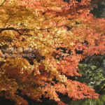 ［6］午後の散歩