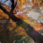 [6]日差しに照らされて