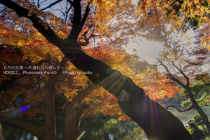 [6]日差しに照らされて