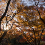 ［6］２０１２年、ラスト紅葉