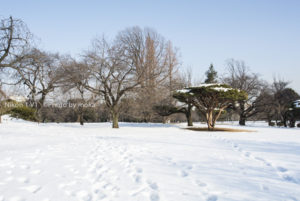 ［6］白銀の新宿御苑