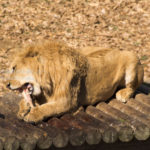 ［6］百獣の王ライオンの食事