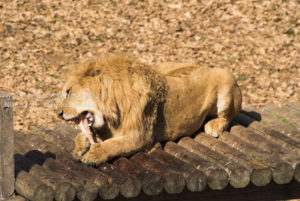 ［6］百獣の王ライオンの食事