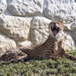 ［6］多摩動物園　〜アフリカゾーン〜