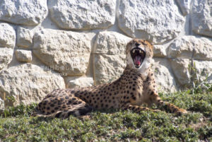 ［6］多摩動物園　〜アフリカゾーン〜