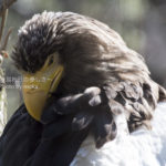 ［6］大空を支配するハンター