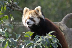 ［6］冬の動物園