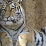 ［6］大きいネコ！？