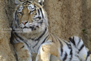 ［6］大きいネコ！？