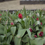 ［6］冬に咲くチューリップ