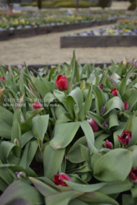 ［6］冬に咲くチューリップ