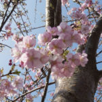 ［6］日本一早い、早咲きの河津桜