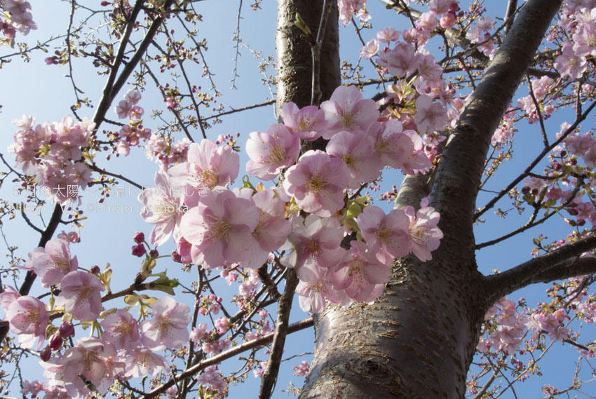 ［6］日本一早い、早咲きの河津桜