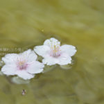 ［6］熱海桜が満開！！