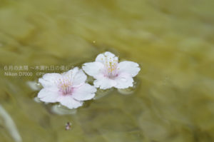 ［6］熱海桜が満開！！
