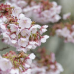 ［6］日本一早咲きの桜を期に、春も加速！
