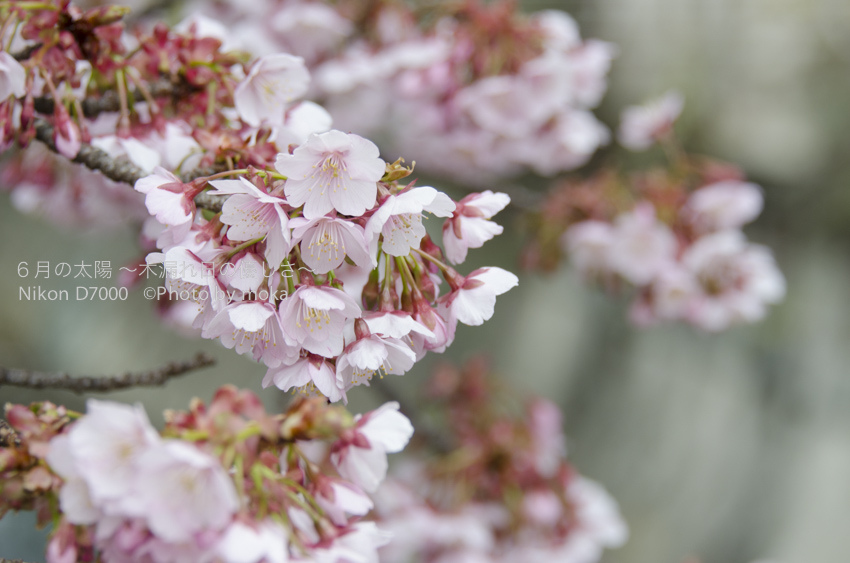［6］日本一早咲きの桜を期に、春も加速！