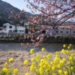 ［6］河津桜と菜の花　春のコラボレーション