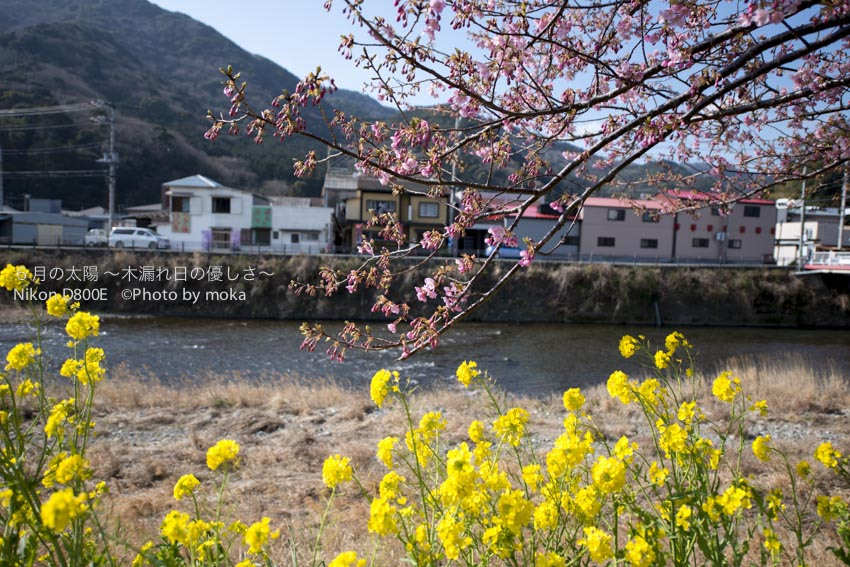 ［6］河津桜と菜の花　春のコラボレーション