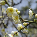 ［6］熱海梅園は見頃です♪