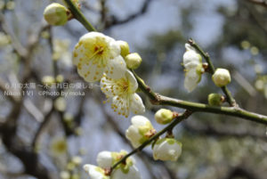 ［6］熱海梅園は見頃です♪
