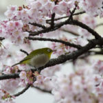［6］桜の中で遊ぶメジロ