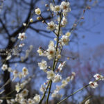 ［6］東京にも春が来た！！