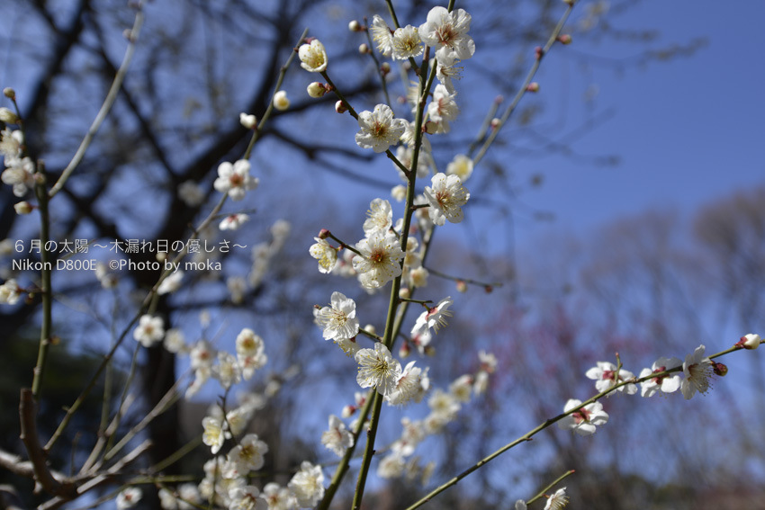 ［6］東京にも春が来た！！