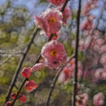 ［6］SONY α５７　HDR機能を使ってみました！