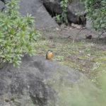 ［6］Nikon1 V1で野鳥撮りに挑戦