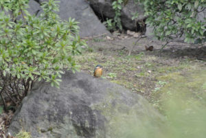 ［6］Nikon1 V1で野鳥撮りに挑戦