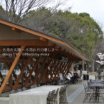 ［6］上野公園に咲く寒桜