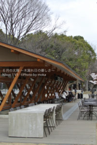 ［6］上野公園に咲く寒桜