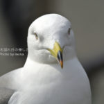 ［6］不忍池のウミネコ