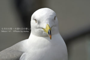 ［6］不忍池のウミネコ