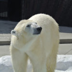 ［6］白いお父さんの親戚、、シロクマさん！