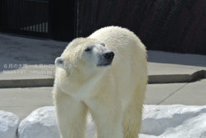 ［6］白いお父さんの親戚、、シロクマさん！
