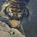 ［6］上野動物園の虎