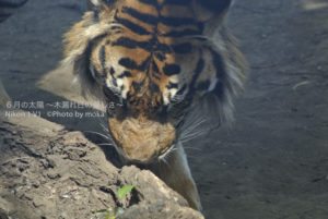 ［6］上野動物園の虎