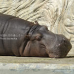 ［6］カバ VS サイ　どっちが強い！？