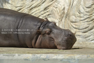 ［6］カバ VS サイ　どっちが強い！？