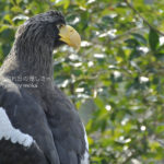 ［6］オオワシの表情