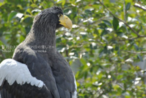 ［6］オオワシの表情