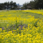 ［6］菜の花畑で、、