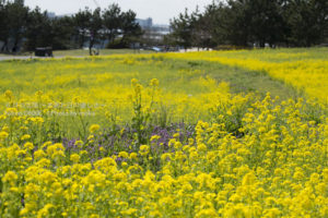 ［6］菜の花畑で、、