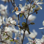 ［6］カメラ目線のメジロ君