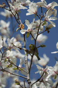 ［6］カメラ目線のメジロ君