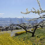 ［6］花越しの富士山
